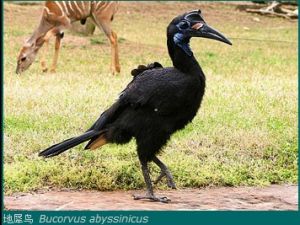 地犀鳥 Bucorvus abyssinicus