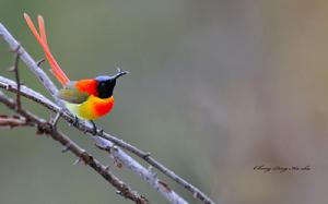 太陽鳥[鳥綱動物]