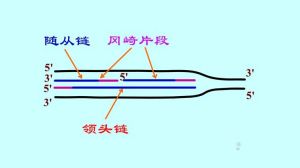 半不連續複製