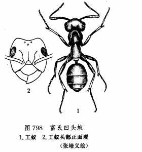 富氏凹頭蟻工蟻