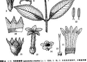 富寧報春茜（植物研究）圖版46：10-14