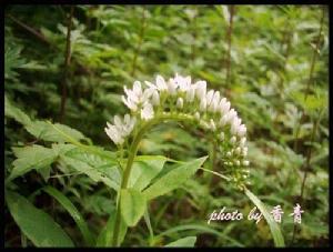 狼尾花