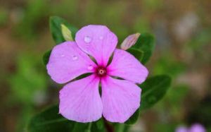 剛毛藥花屬