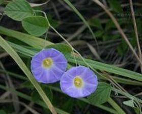 藍花土瓜（原變種）