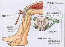 關節異響