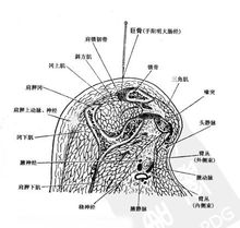 腧穴解剖圖