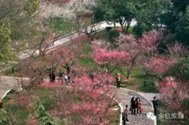 超山梅花