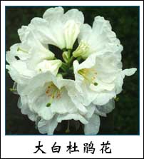 大白杜鵑花