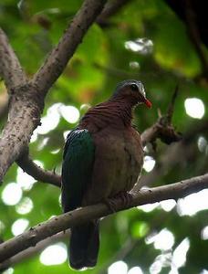 （圖）綠翅金鳩