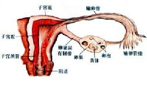 雌性生殖系統