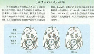 同位素標記法