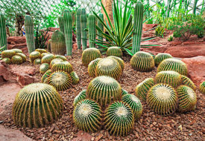 沙生植物園