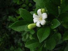 橘花[芸香科植物]