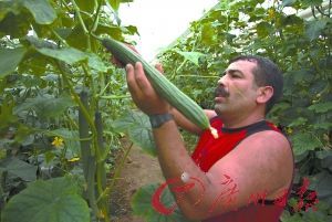 西班牙東南部黃瓜豐收