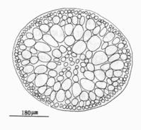 絲狀厚線藻的囊果切面觀