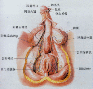 （圖）前列腺肉瘤
