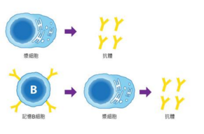 細胞記憶