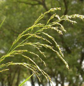 星星草[禾本科植物]