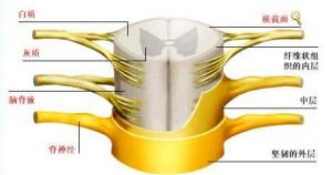 脊髓的內部結構