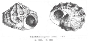 南島方格螺