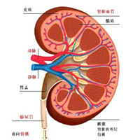 腎融合