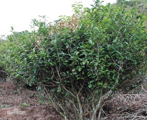 白草地有機茶園