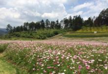 雲門山花海