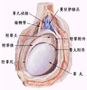 外陰惡性腫瘤