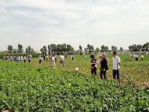 縣原種場