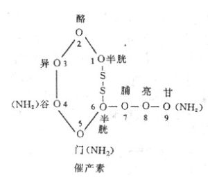 後葉催產素