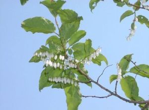 米飯花