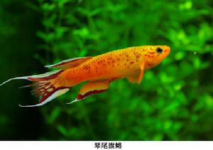 豎琴琴尾魚