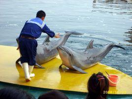 水生哺乳動物馴養師[職業名稱]