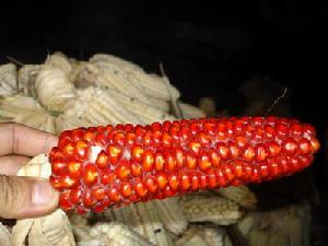 阿文大海自然村特色產業－紅玉米