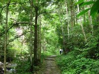 雲隱寺森林