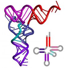 tRNA