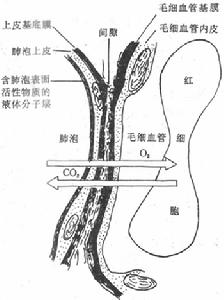 呼吸