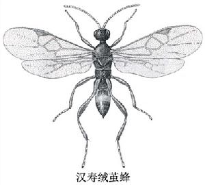 漢壽絨繭蜂