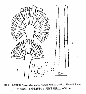 爪甲麴黴