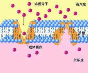 促進擴散