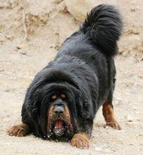 Tibetan Mastiff 阿波羅藏獒