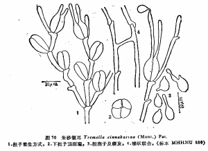 硃砂銀耳