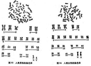 染色體組型圖