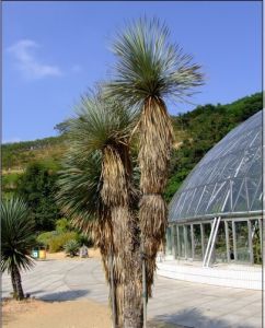 深圳仙湖植物園的鳥喙絲蘭