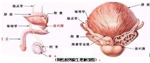 繼發性早泄