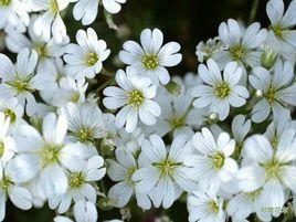 菊花白[國家林業局林業植物新品種]