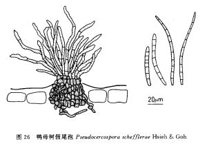 鴨母樹假尾孢