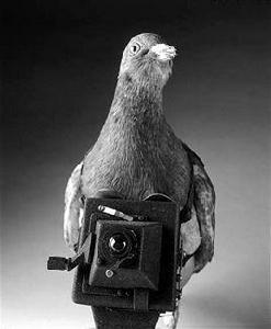 鴿子相機