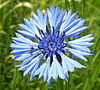 Kornblume - chaber bławatek - Centaurea cyanus.jpg