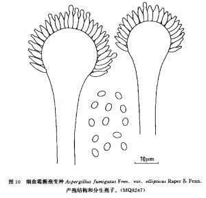 煙麴黴橢孢變種